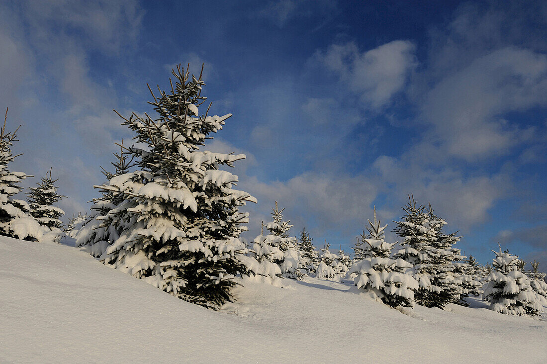Landschaft aus Fichten (Picea abies) an einem verschneiten Wintertag, Oberpfalz, Bayern, Deutschland.