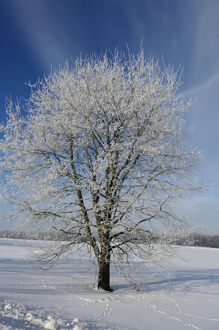 A snow covered tree in winter, Austria