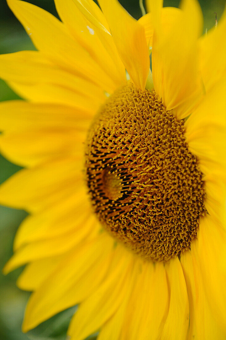 Detail einer Sonnenblumenblüte (Helianthus annuus), Bayern, Deutschland.