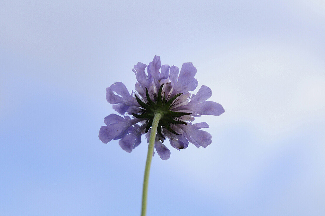 Close-up of Field Scabious (Knautia arvensis) in a meadow in summer, Upper Palatinate, Bavaria, Germany