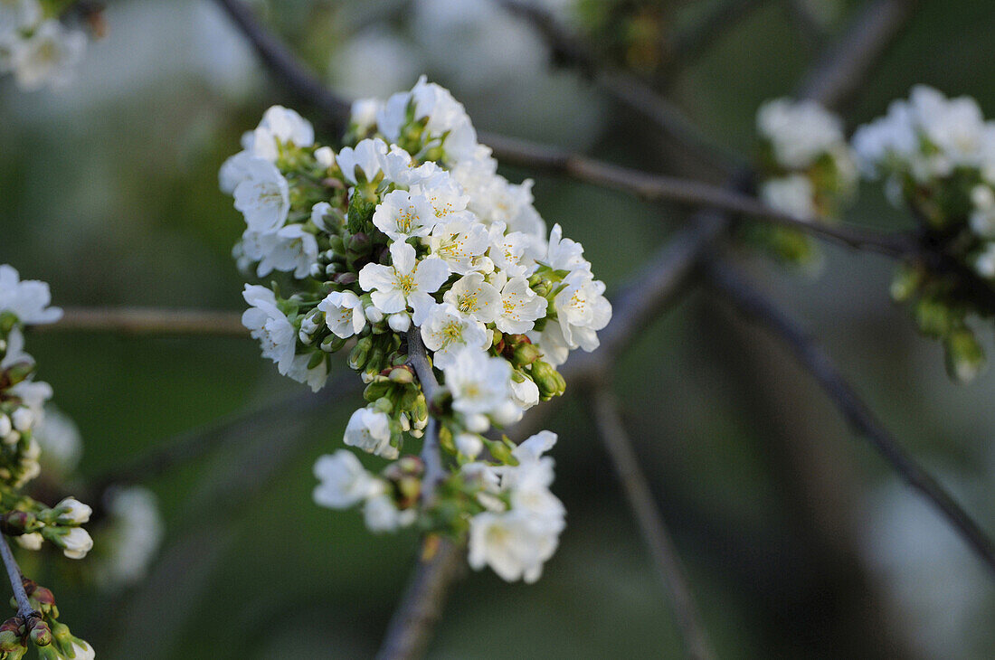 Nahaufnahme von Kirschblüten (Prunus avium) in einem Garten im Frühling, Bayern, Deutschland