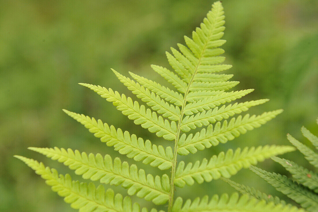Close-up of male fern (Dryopteris filix-mas) in forest, Upper Palatinate, Bavaria, Germany.