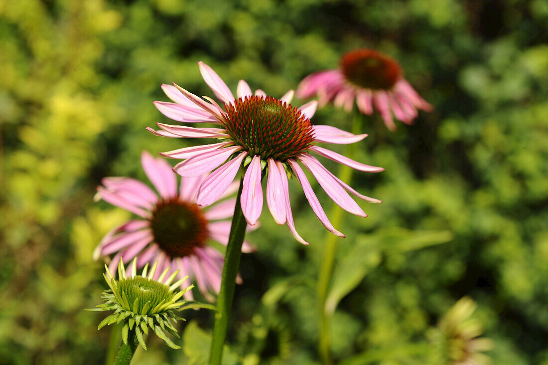 Nahaufnahme einer Sonnenhutblüte (Echinacea purpurea) im Sommer, Bayern, Deutschland.