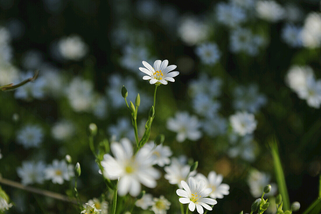 Close-up of Addersmeat or Greater Stitchwort (Stellaria holostea) in a forest in summer, Upper Palatinate, Bavaria, Germany