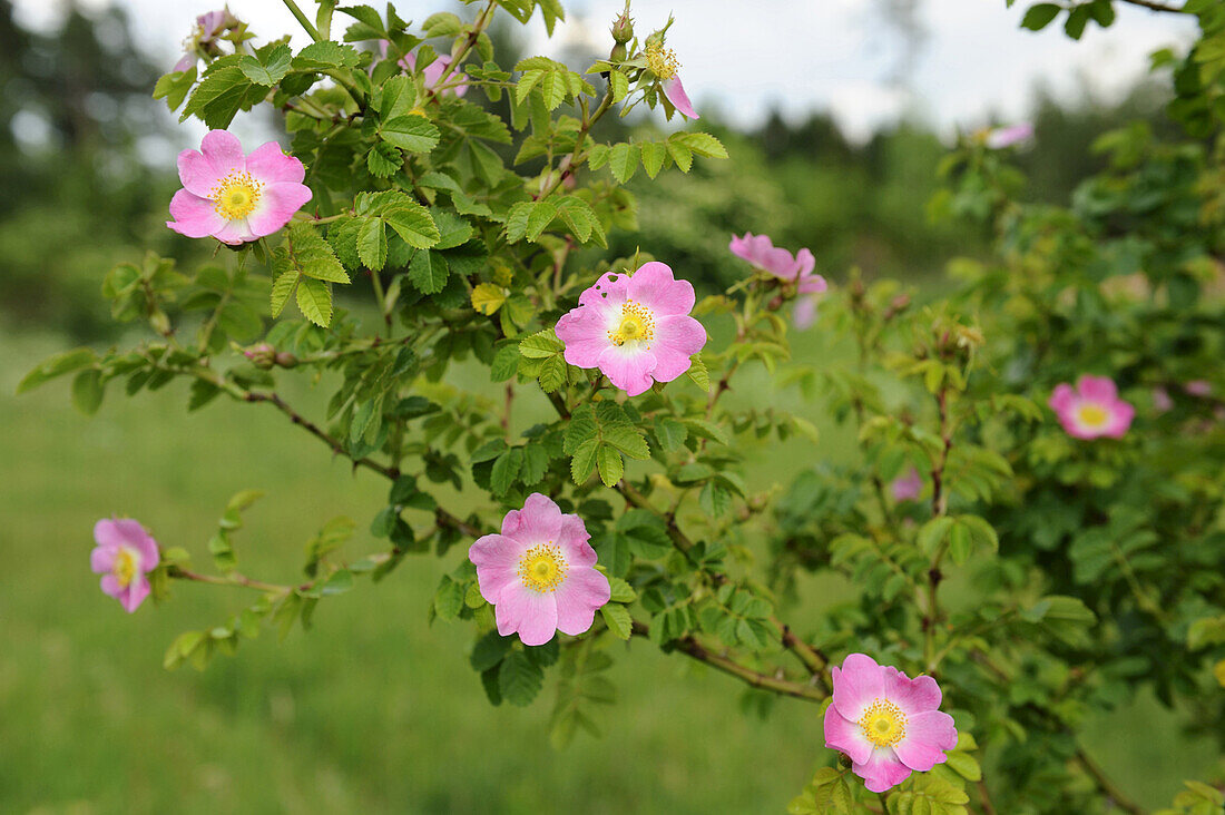 Nahaufnahme von Hundsrose (Rosa canina) im Frühsommer, Oberpfalz, Bayern, Deutschland