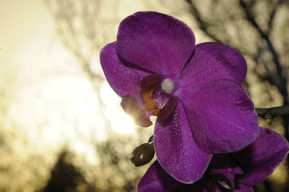 Close-up of Moth Orchid (Phalaenopsis) flowers in a greenhouse, Austria