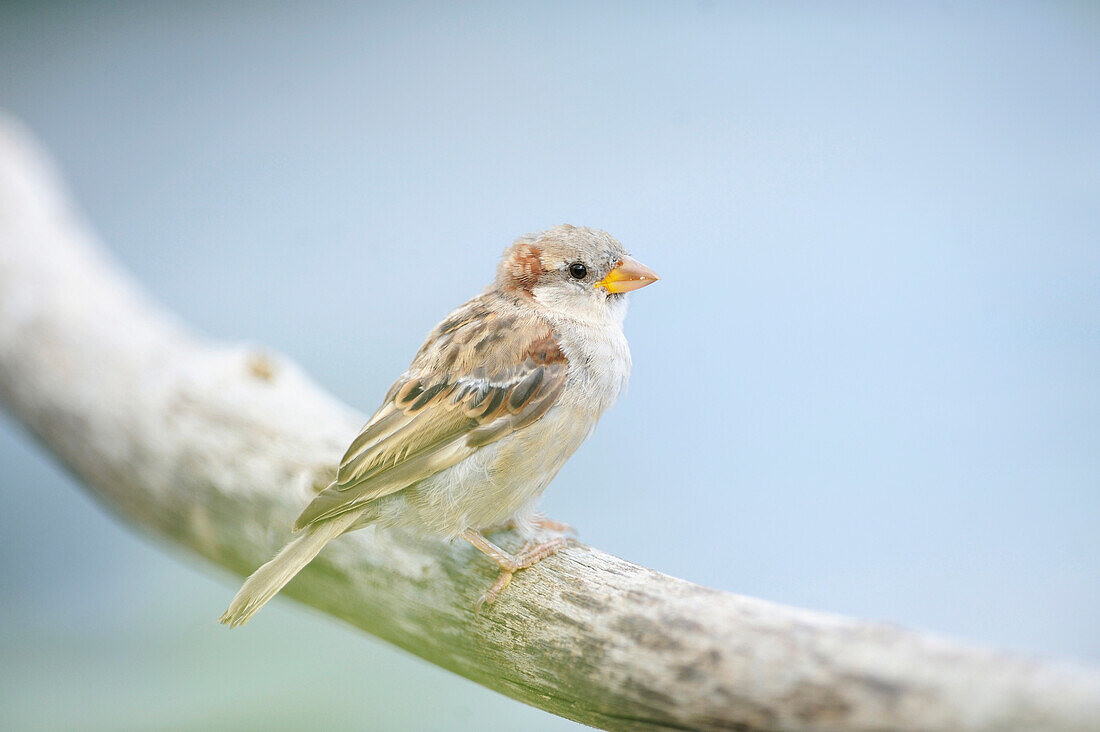 Close-up of House Sparrow (Passer domesticus) in Summer, Bavaria, Germany