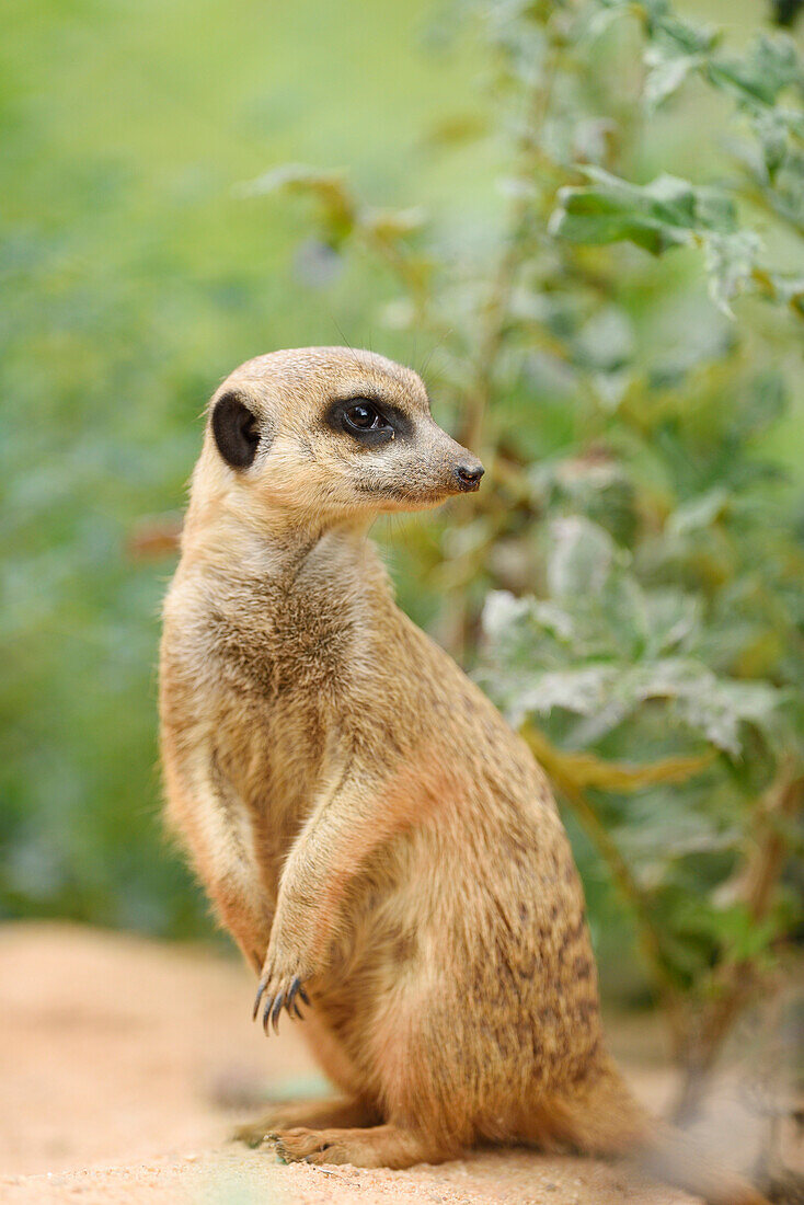 Nahaufnahme von Erdmännchen (Suricata suricatta) im Sommer, Bayern, Deutschland