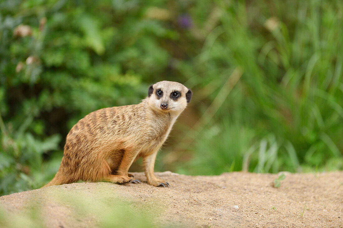 Portrait of Meerkat (Suricata suricatta) in Summer, Bavaria, German