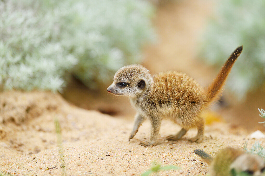 Nahaufnahme von jungen Erdmännchen (Suricata suricatta) im Sommer, Bayern, Deutschland