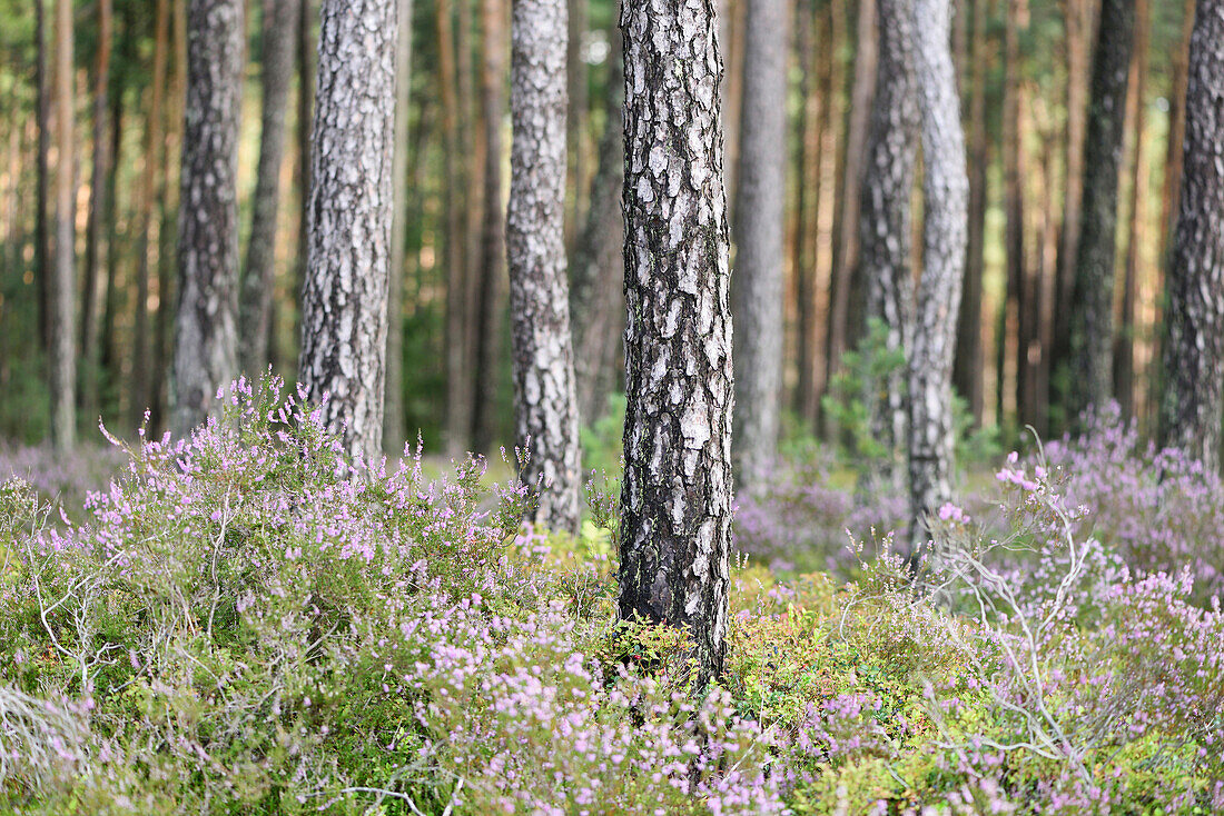 Kiefernwald (Pinus sylvestris) mit Heidekraut (Calluna vulgaris) im Spätsommer, Oberpfalz, Bayern, Deutschland