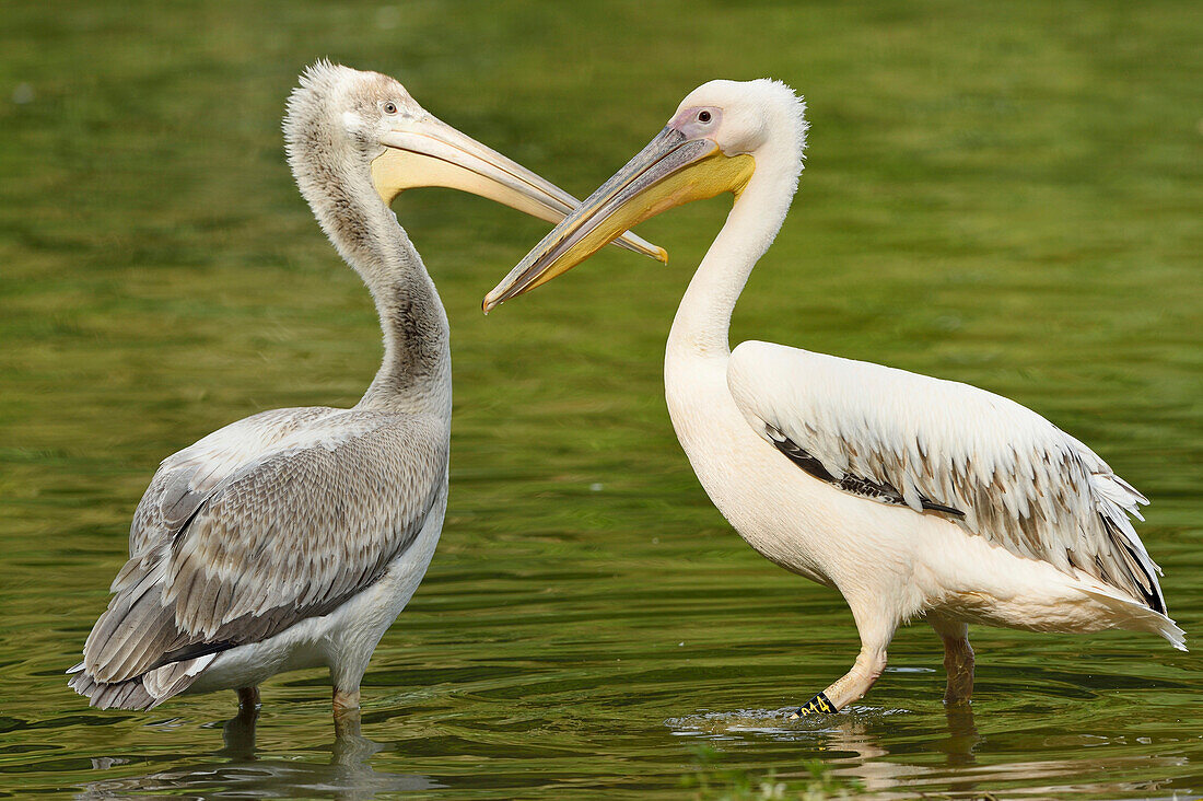 Weißwangenpelikane (Pelecanus onocrotalus) im See im Sommer, Bayern, Deutschland