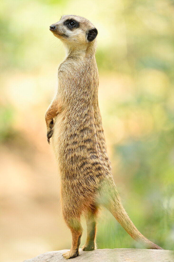 Close-up of Meerkat (Suricata suricatta) Standing on Hind Legs in Summer, Bavaria, Germany
