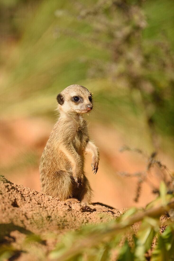 Portrait of Young Meerkat (Suricata suricatta) in Summer, Bavaria, Germany