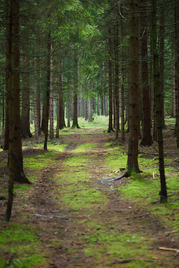 Weg durch Fichtenwald (Picea abies) im Spätsommer, Oberpfalz, Bayern, Deutschland