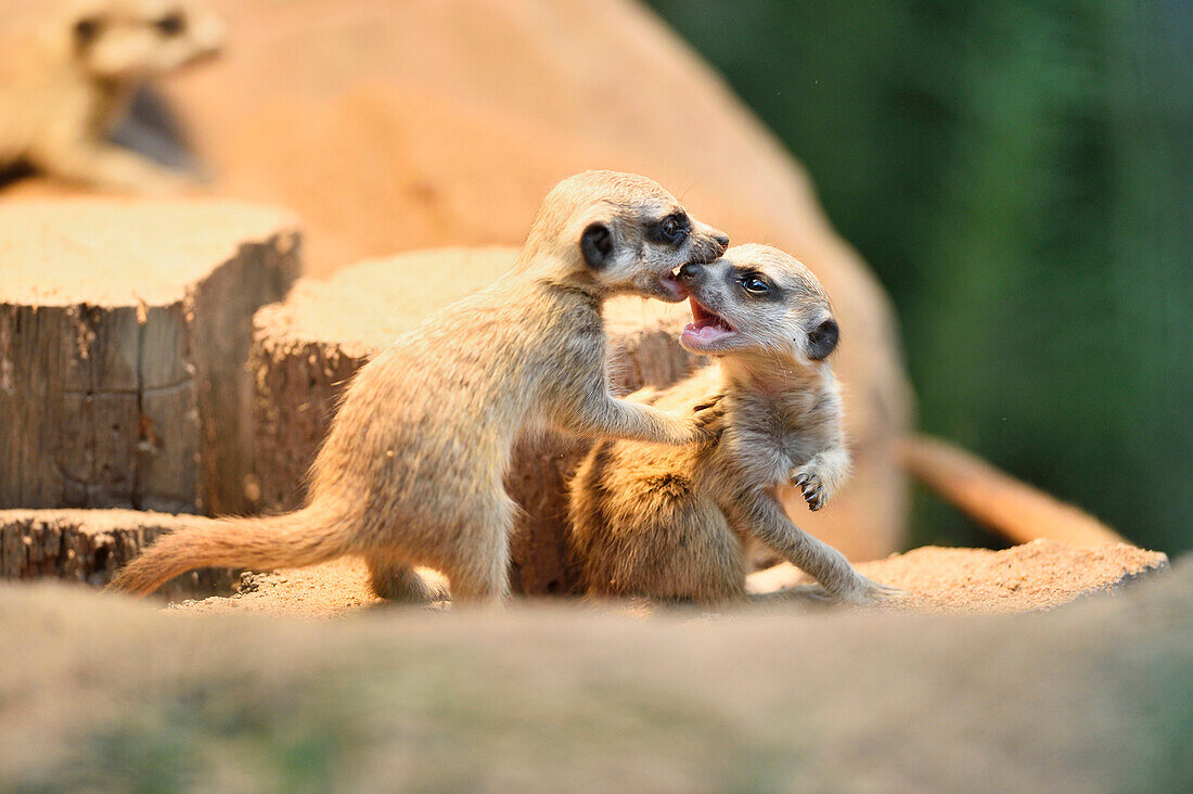 Close-up of meerkat or suricate (Suricata suricatta) youngsters in summer, Bavaria, Germany