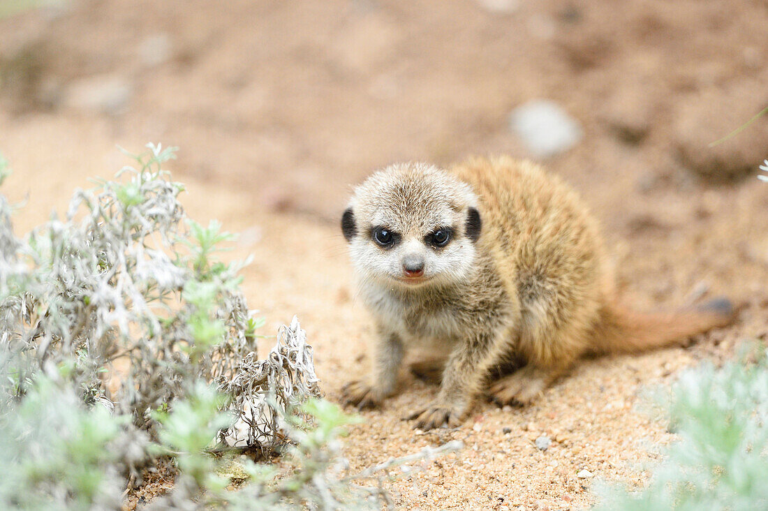 Close-up of a meerkat or suricate (Suricata suricatta) youngster in summer, Bavaria, Germany