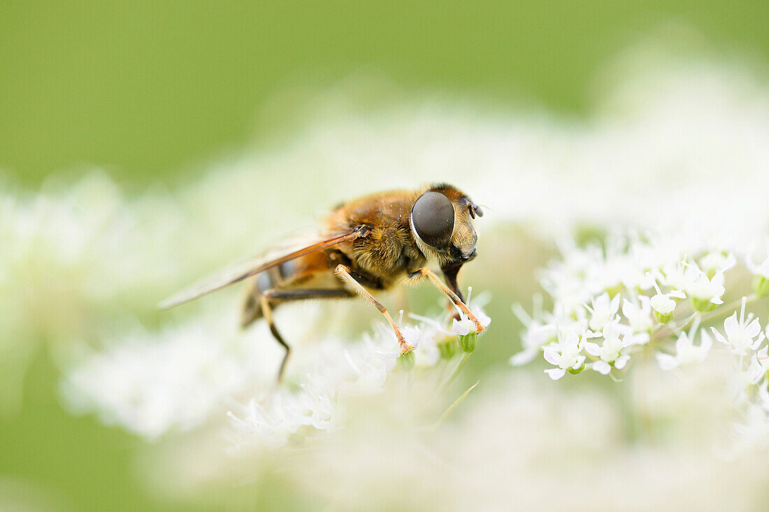 Nahaufnahme einer Marmeladenschwebfliege (Episyrphus balteatus) auf einer Blüte im Sommer, Oberpfalz
