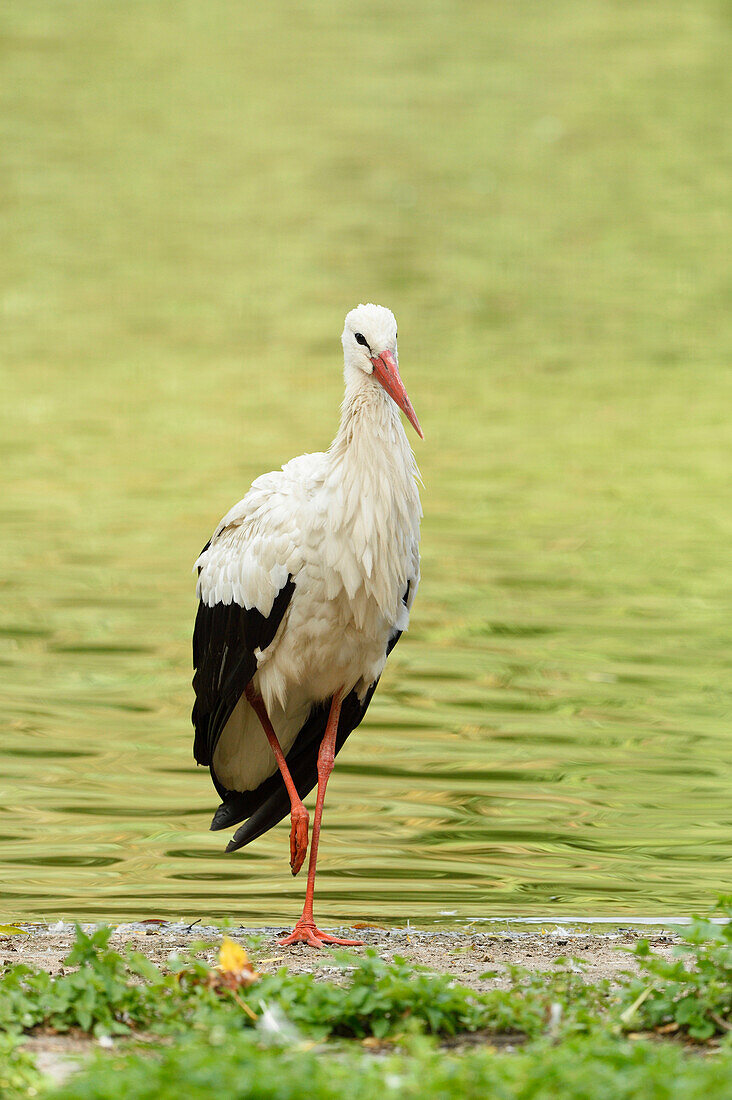 Close-up of a white stork (Ciconia ciconia) standing next to a little lake in summer, Bavaria, Germany