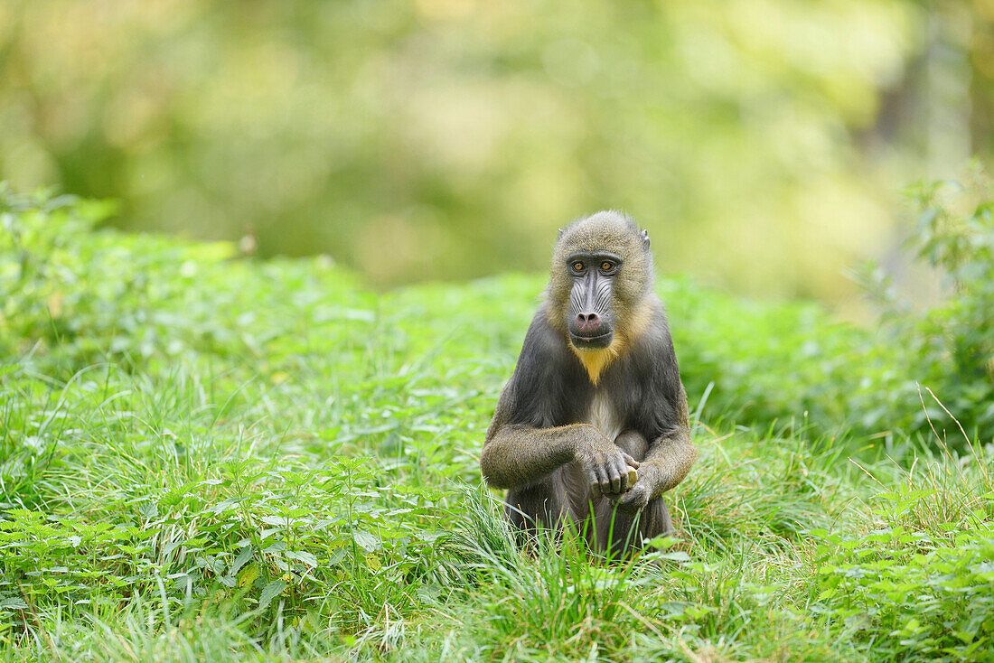 Nahaufnahme eines Mandrills (Mandrillus sphinx) auf einer Wiese im Sommer, Zoo Augsburg, Schwaben, Bayern, Deutschland