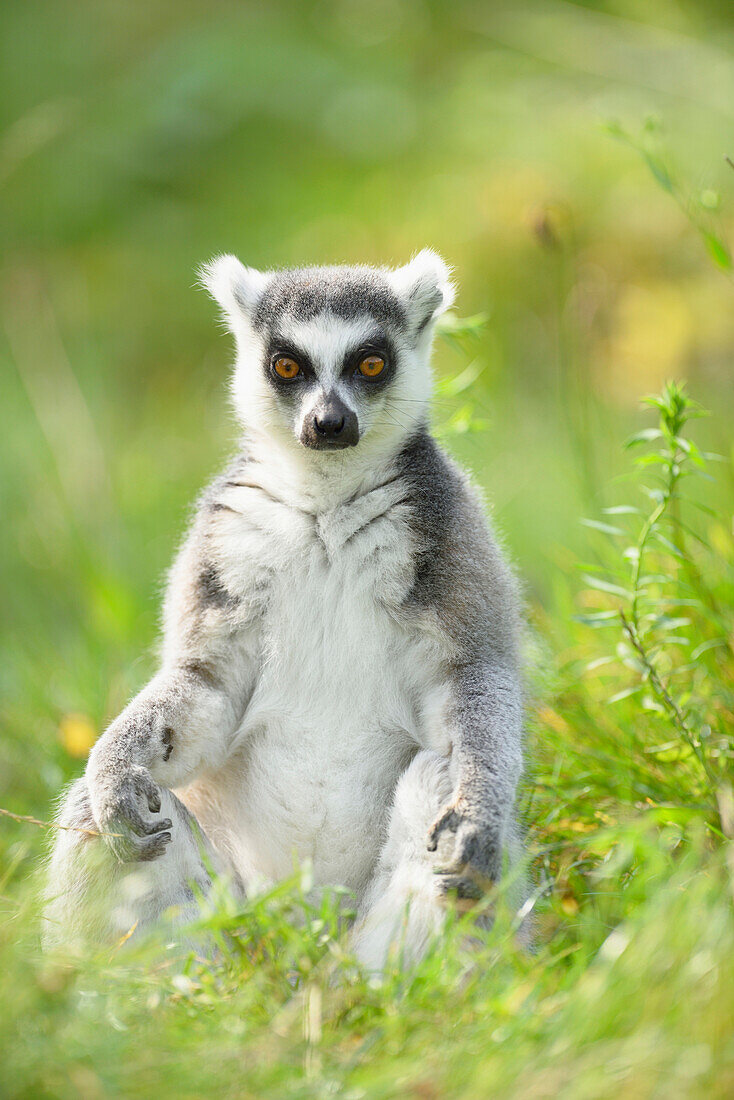 Nahaufnahme eines Ringelschwanzlemuren (Lemur catta) auf einer Wiese im Sommer, Zoo Augsburg, Schwaben, Bayern, Deutschland