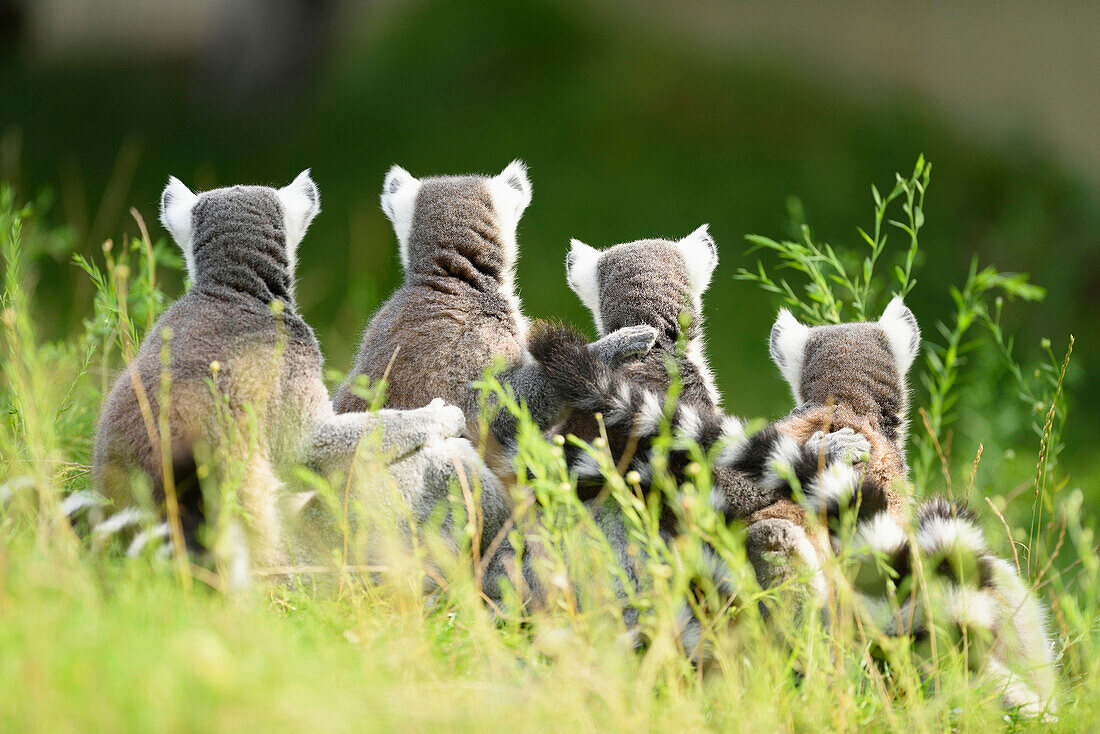 Close-up back view of four, ring-tailed lemurs (Lemur catta) on a meadow in summer, Zoo Augsburg, Swabia, Bavaria, Germany