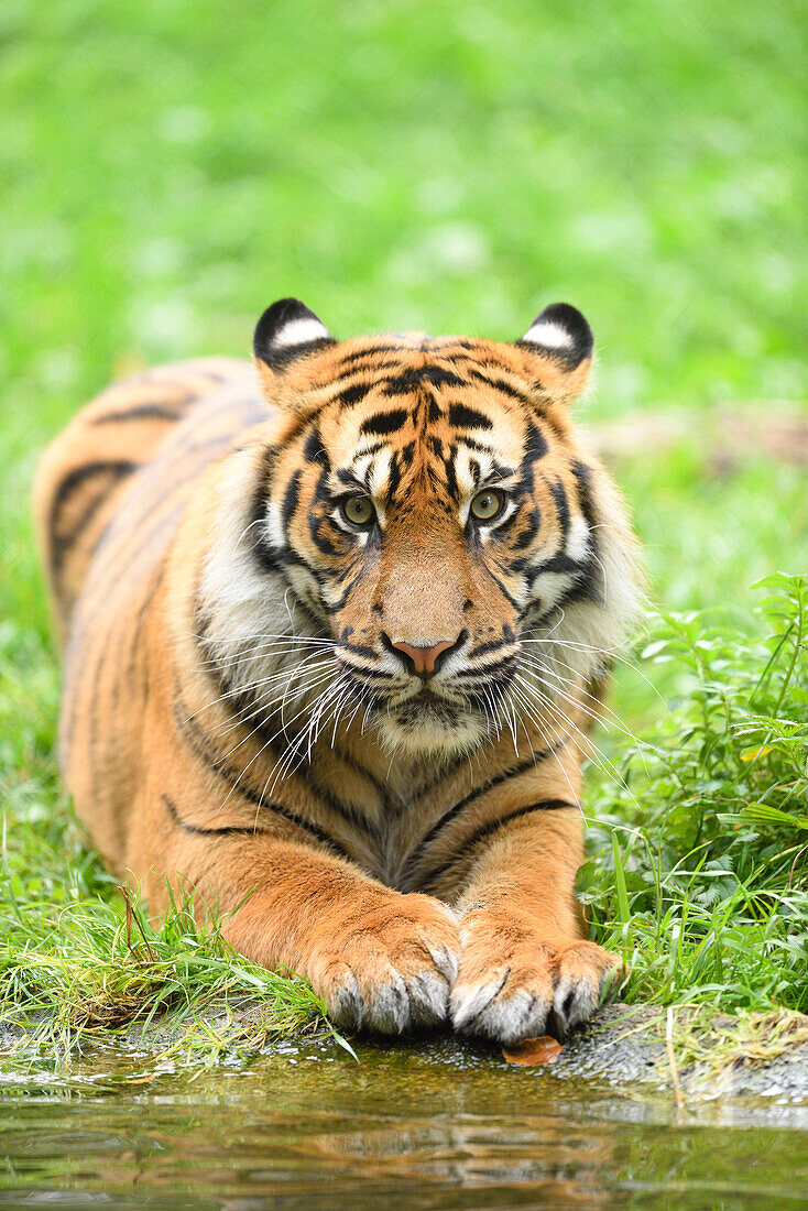Close-up portrait of Sumatran tiger (Panthera tigris sumatrae) lying down in summer, Zoo Augsburg, Swabia, Bavaria, Germany