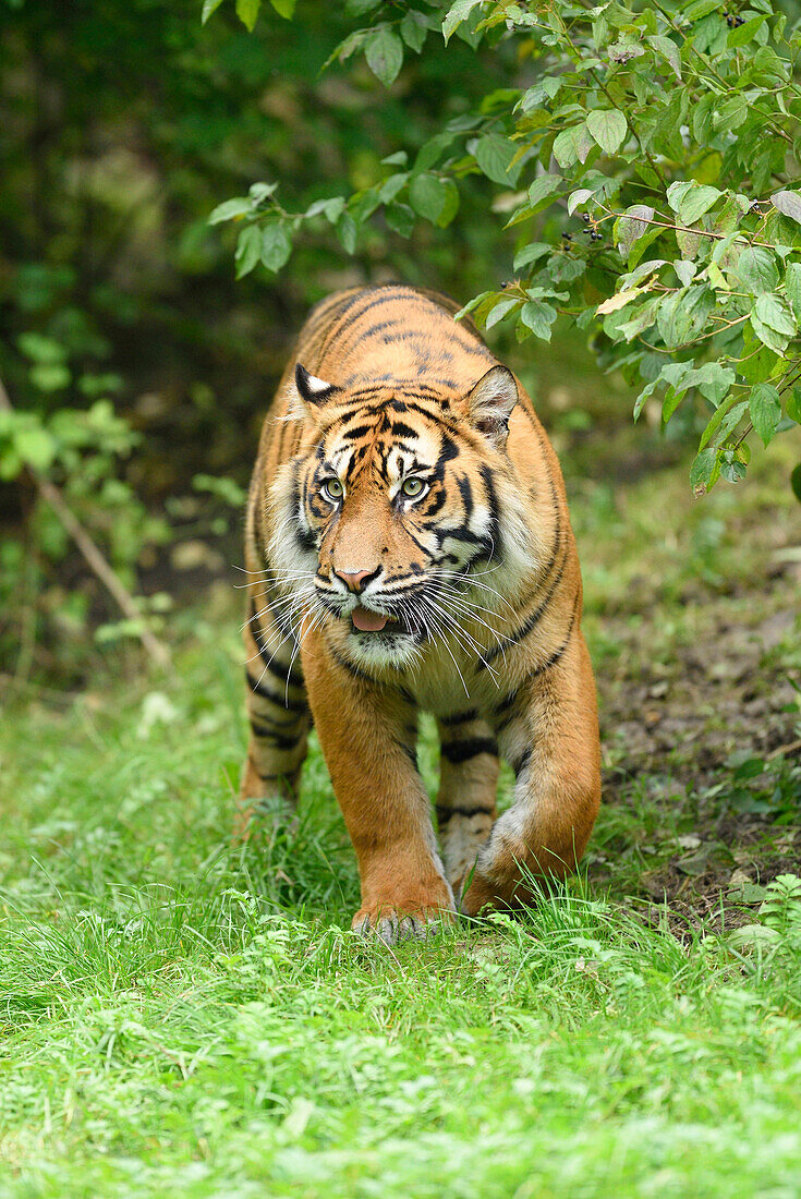 Nahaufnahme eines Sumatra-Tigers (Panthera tigris sumatrae) beim Spaziergang auf einer Sommerwiese, Zoo Augsburg, Schwaben, Bayern, Deutschland