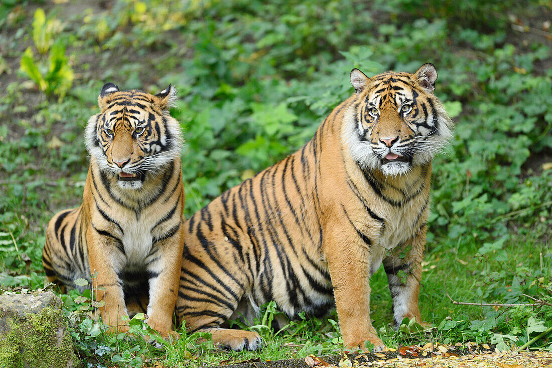 Nahaufnahme von zwei Sumatra-Tigern (Panthera tigris sumatrae) auf einer Wiese im Sommer, Zoo Augsburg, Schwaben, Bayern, Deutschland