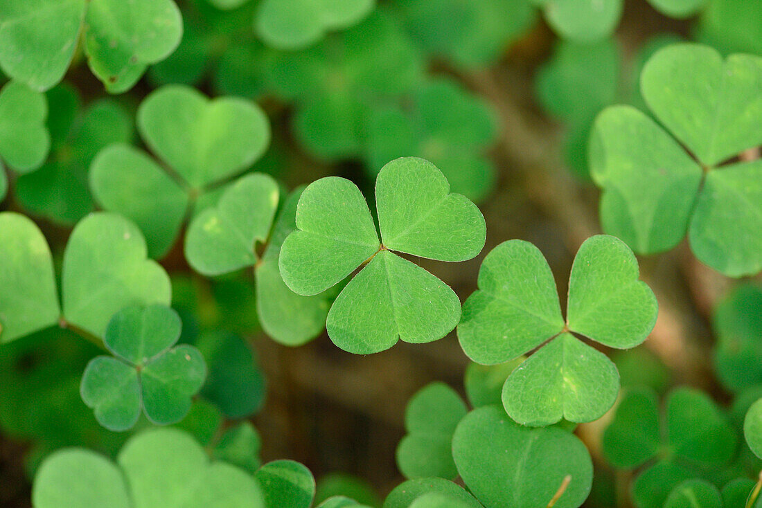 Nahaufnahme von Gemeinem Sauerklee (Oxalis acetosella) auf dem Waldboden im Spätsommer, Oberpfalz, Bayern, Deutschland