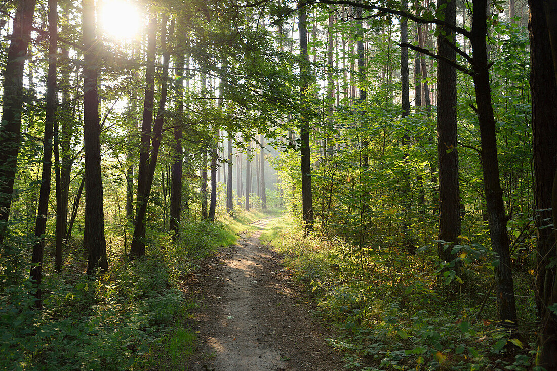 Landschaft eines kleinen Weges durch den Wald im Spätsommer, Oberpfalz, Bayern, Deutschland