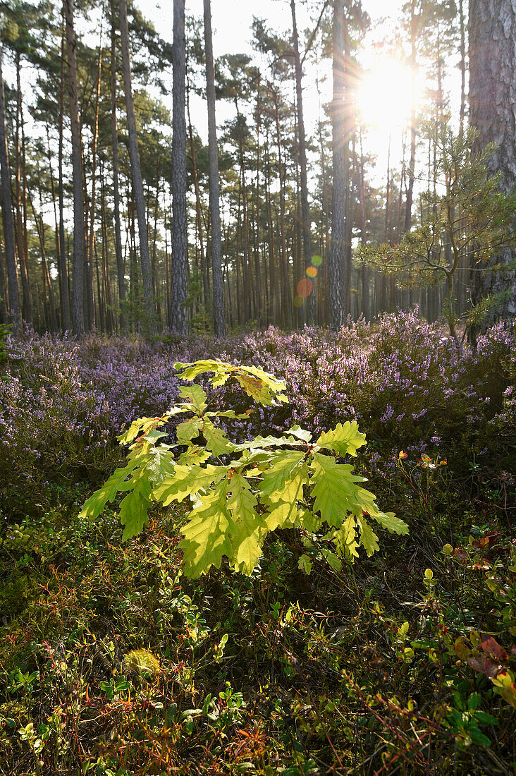 Stieleiche (Quercus pedunculata) Setzling und Heidekraut (Calluna vulgaris) im Föhrenwald, Bayern, Deutschland