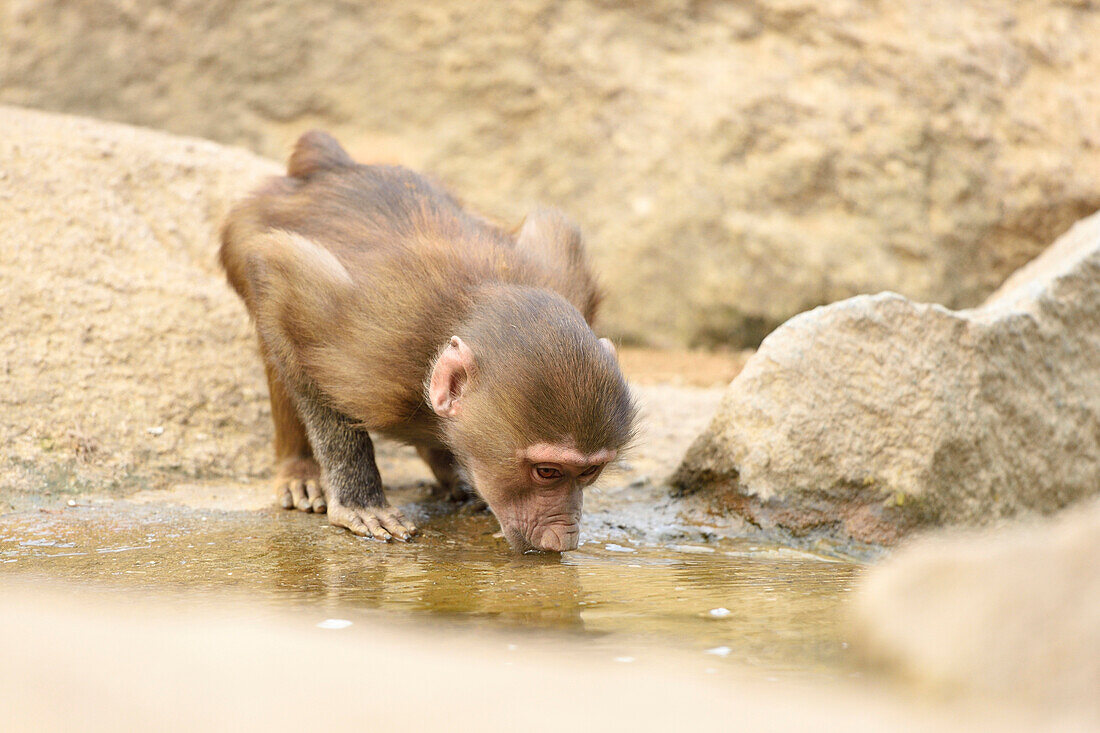 Close-up of Hamadryas Baboon (Papio hamadryas) Drinking Water in Summer, Zoo Augsburg, Swabia, Bavaria, Germany