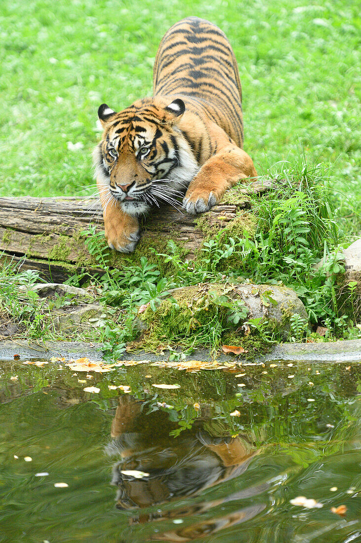 Sumatra-Tiger (Panthera tigris sumatrae) auf Wiese am See im Sommer, Zoo Augsburg, Schwaben, Bayern, Deutschland