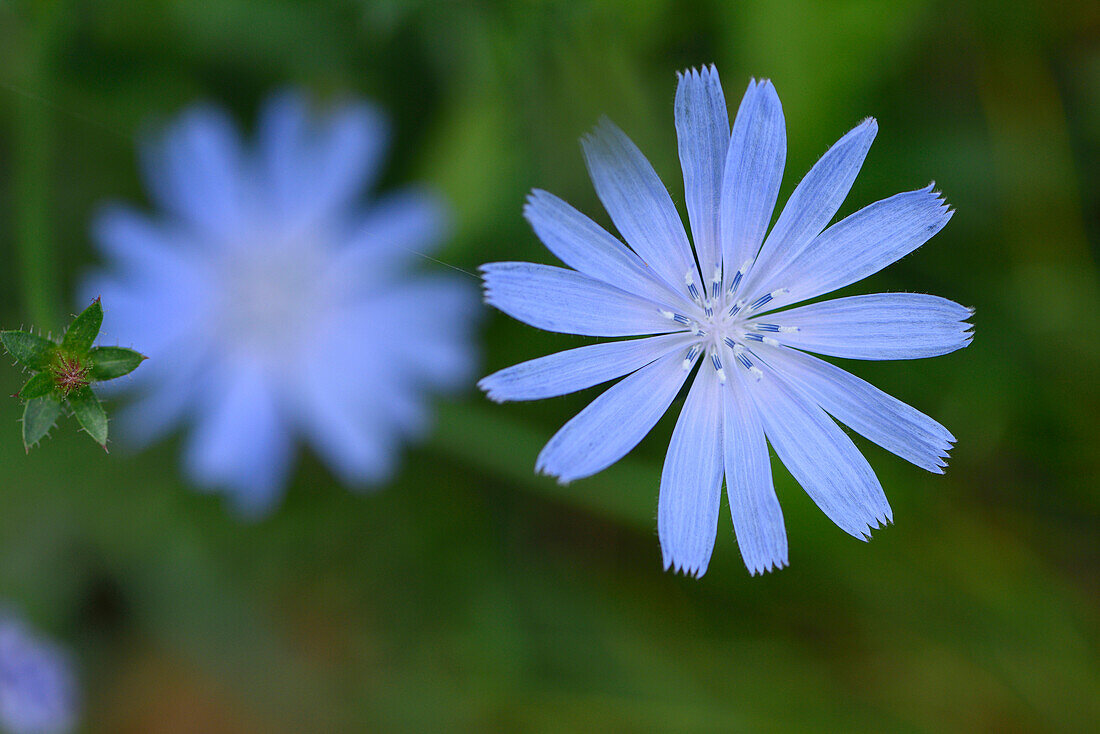 Close-up of Common Chicory (Cichorium intybus) Blossom in Meadow in Late Summer, Upper Palatinate, Bavaria, Germany