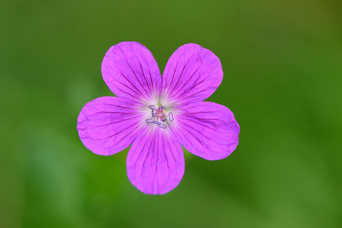 Close-up of Meadow Cranesbill (Geranium pratense) Blossom in Late Summer, Upper Palatinate, Bavaria, Germany