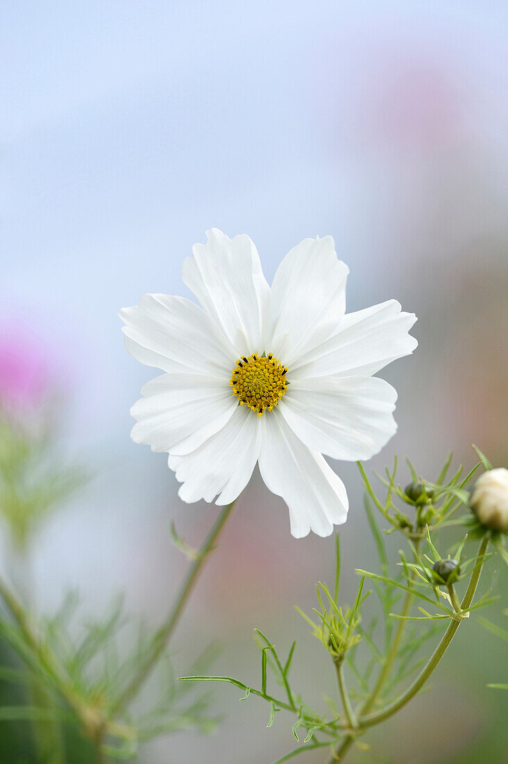 Nahaufnahme von Gartenkosmos (Cosmos bipinnatus) Blüte im Garten im Spätsommer, Oberpfalz, Bayern, Deutschland