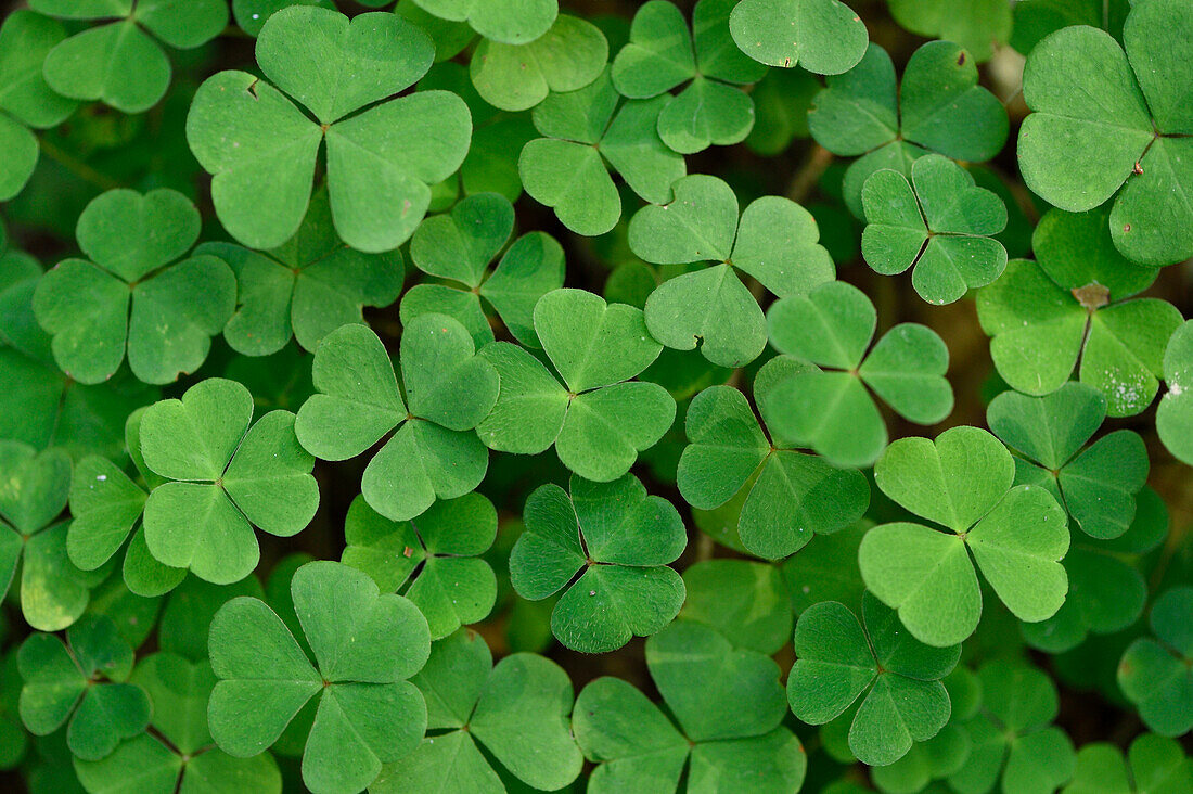 Nahaufnahme von Sauerklee (Oxalis acetosella) auf Waldboden im Spätsommer, Oberpfalz, Bayern, Deutschland