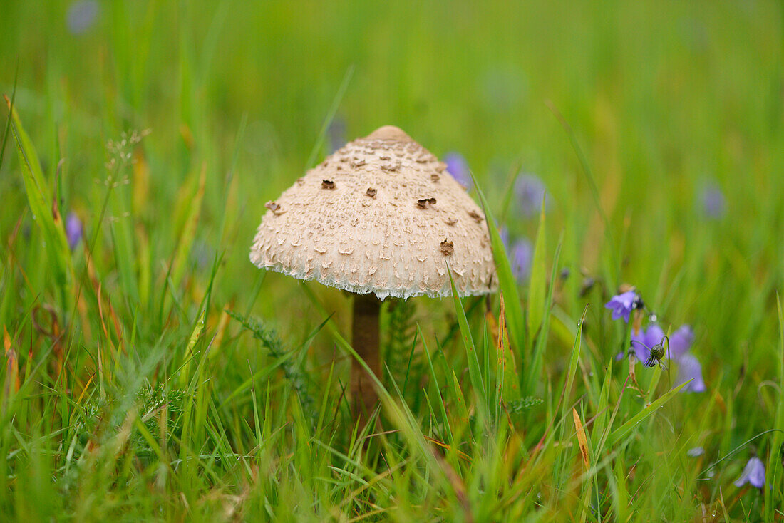 Nahaufnahme eines Parasolpilzes (Macrolepiota procera) auf einer Wiese im Frühherbst, Oberpfalz, Bayern, Deutschland