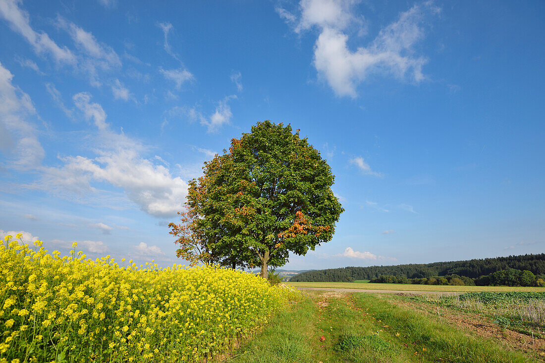 Baumlandschaft neben einem Rapsfeld (Brassica napus) im Frühherbst, Oberpfalz, Bayern, Deutschland