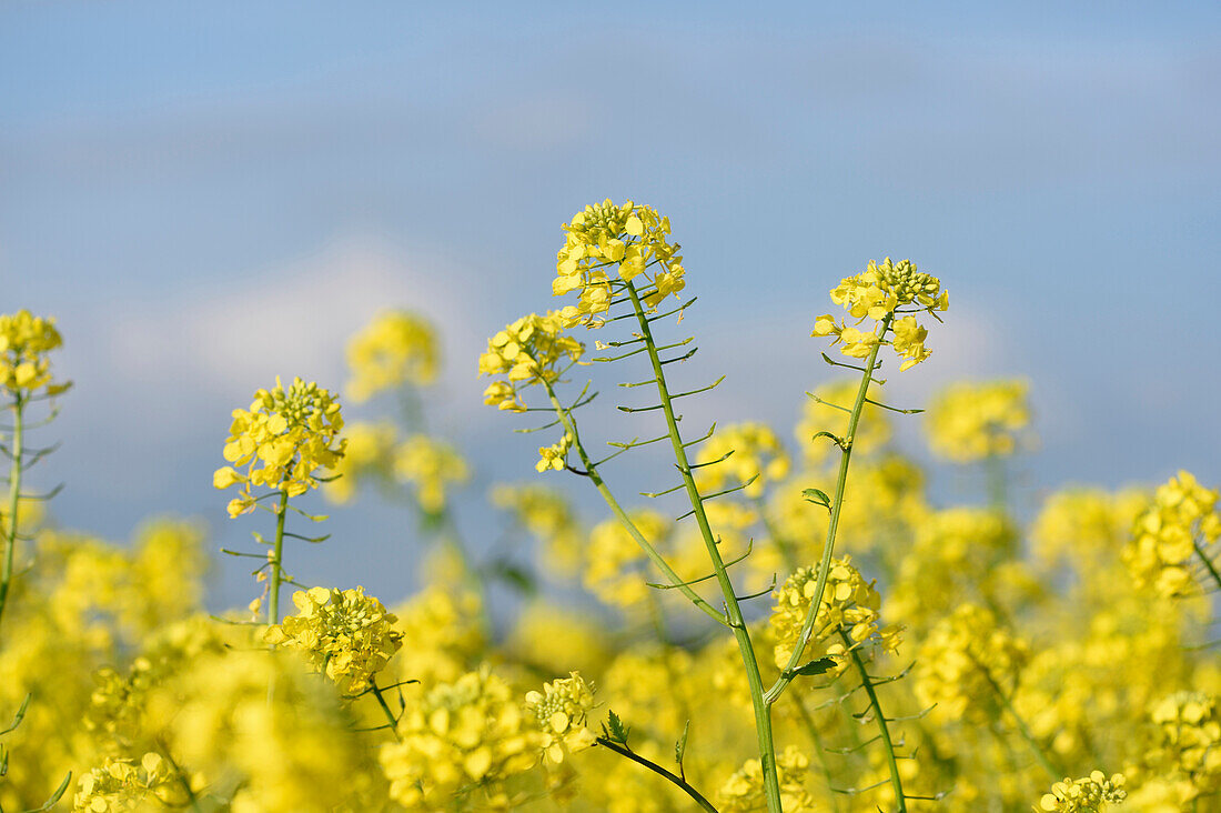 Close-up of crop of canola flowers (Brassica napus) in early autumn, Upper Palatinate, Bavaria, Germany