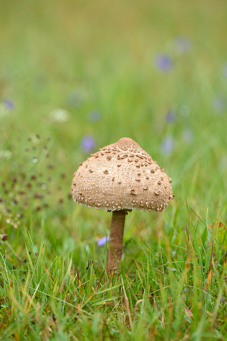 Close-up of a parasol mushroom (Macrolepiota procera) in a meadow in early autum, Upper Palatinate, Bavaria, Germany