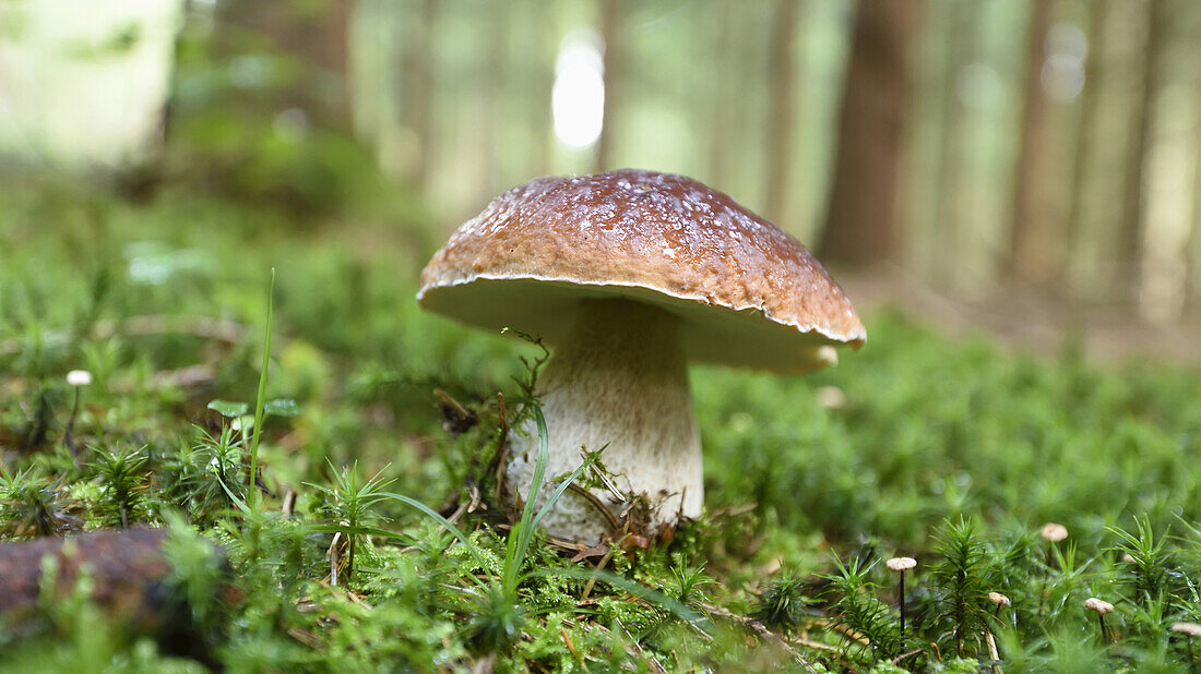 Close-up of Porcini Mushroom (Boletus edulis) in Early Autumn, Bavaria, Germany