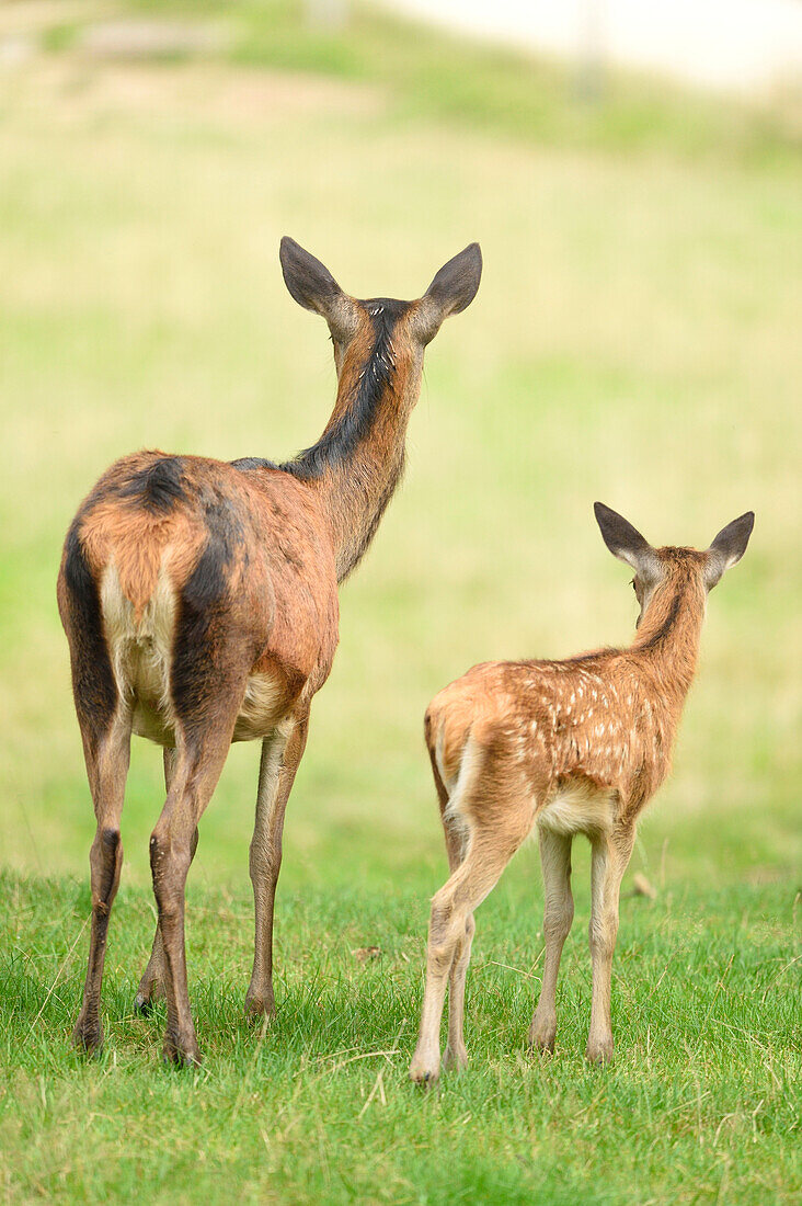 Back of Red Deer (Cervus elaphus) Female with Fawn on Meadow in Early Autumn, Bavaria, Germany