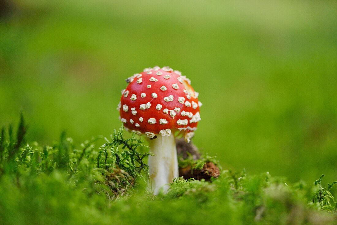 Close-up of Fly Agaric (Amanita muscaria) in Early Autumn, Bavaria, Germany