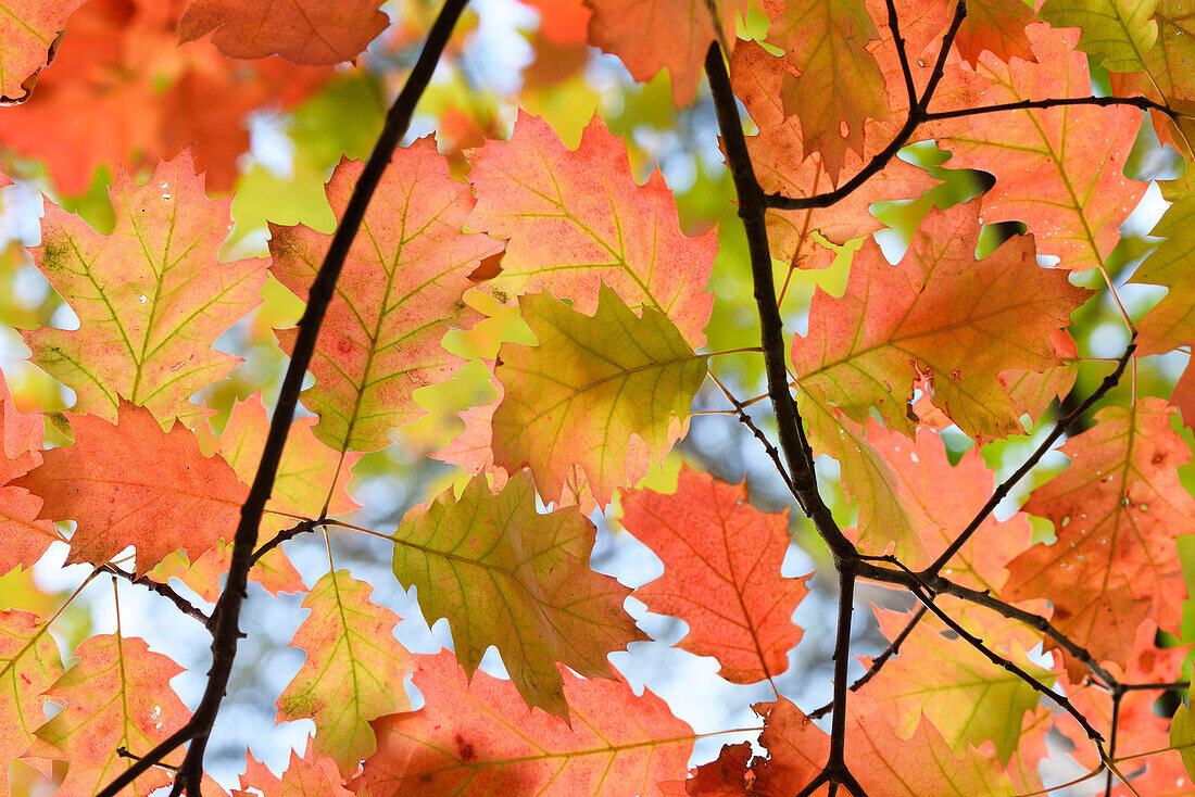 Nahaufnahme von Blättern der nördlichen Roteiche (Quercus rubra) in einem Wald im Herbst, Oberpfalz, Bayern, Deutschland