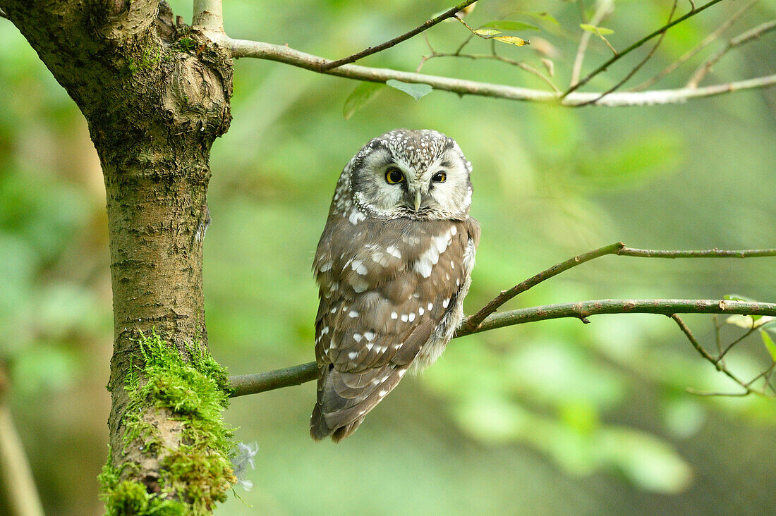 Nahaufnahme eines Waldkauzes (Aegolius funereus) auf einem Ast sitzend im Herbst, Nationalpark Bayerischer Wald, Bayern, Deutschland