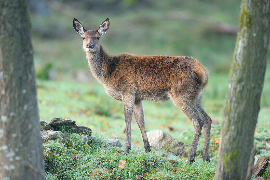 Close-up of a red deer (Cervus elaphus) on a meadow in autumn, Bavarian Forest National Park, Bavaria, Germany