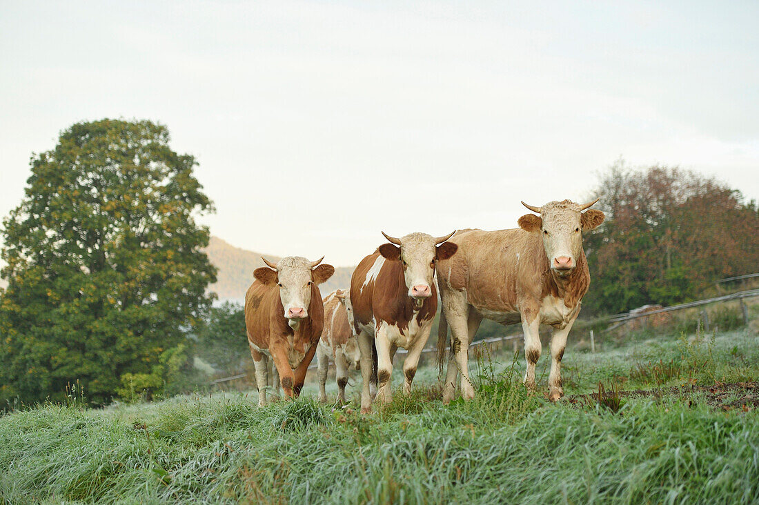 Cattle (Bos) Standing in Meadow on Early Morning in Autumn, Bavarian Forest National Park, Bavaria, Germany