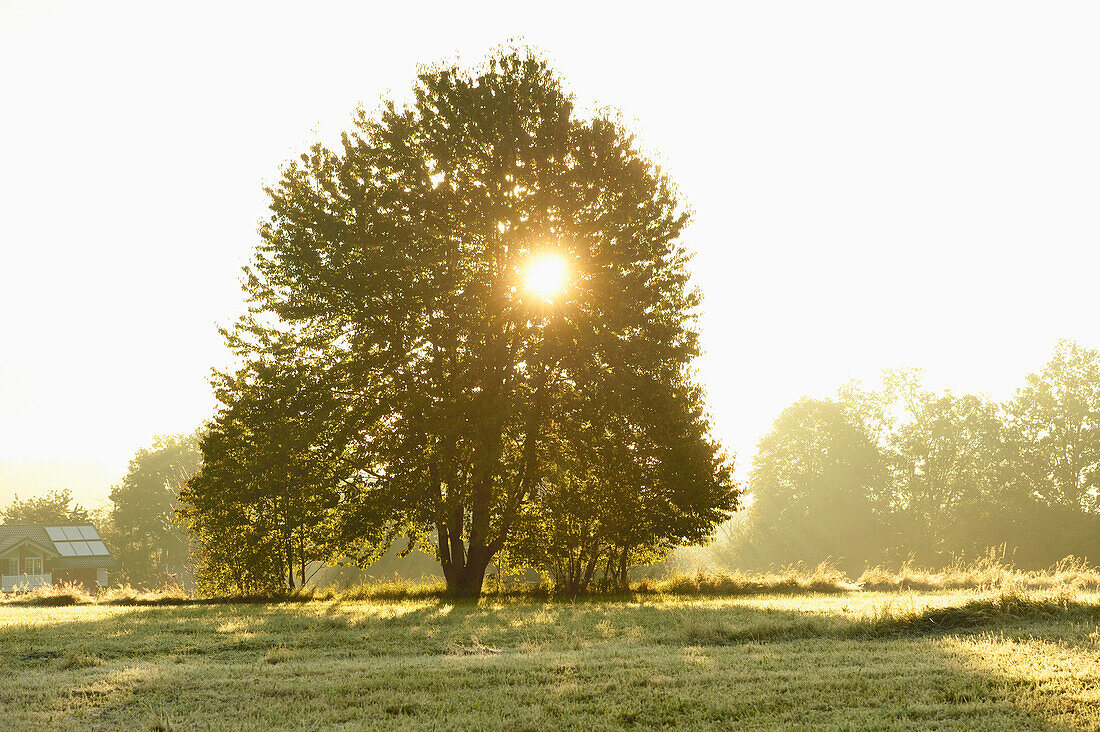 Sun through Tree in Early Morning in Autumn, Bavarian Forest National Park, Bavaria, Germany